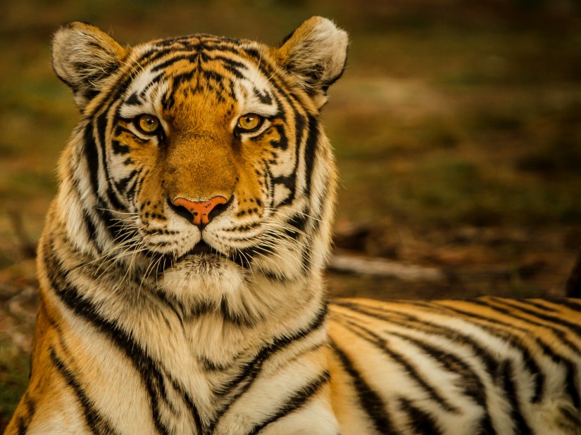 Portrait of a tiger at golden hour