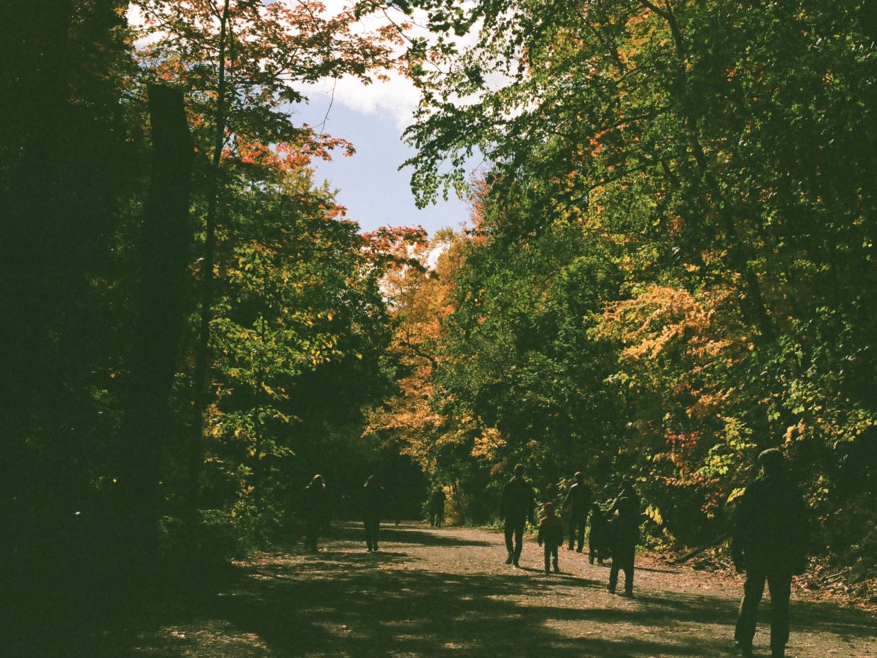 walkway covered with trees