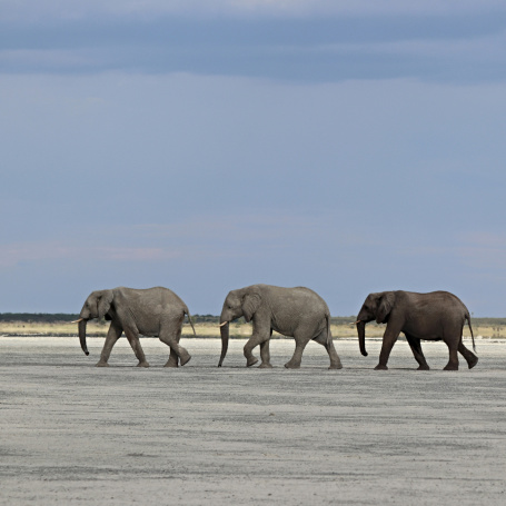 ELEPHANTS