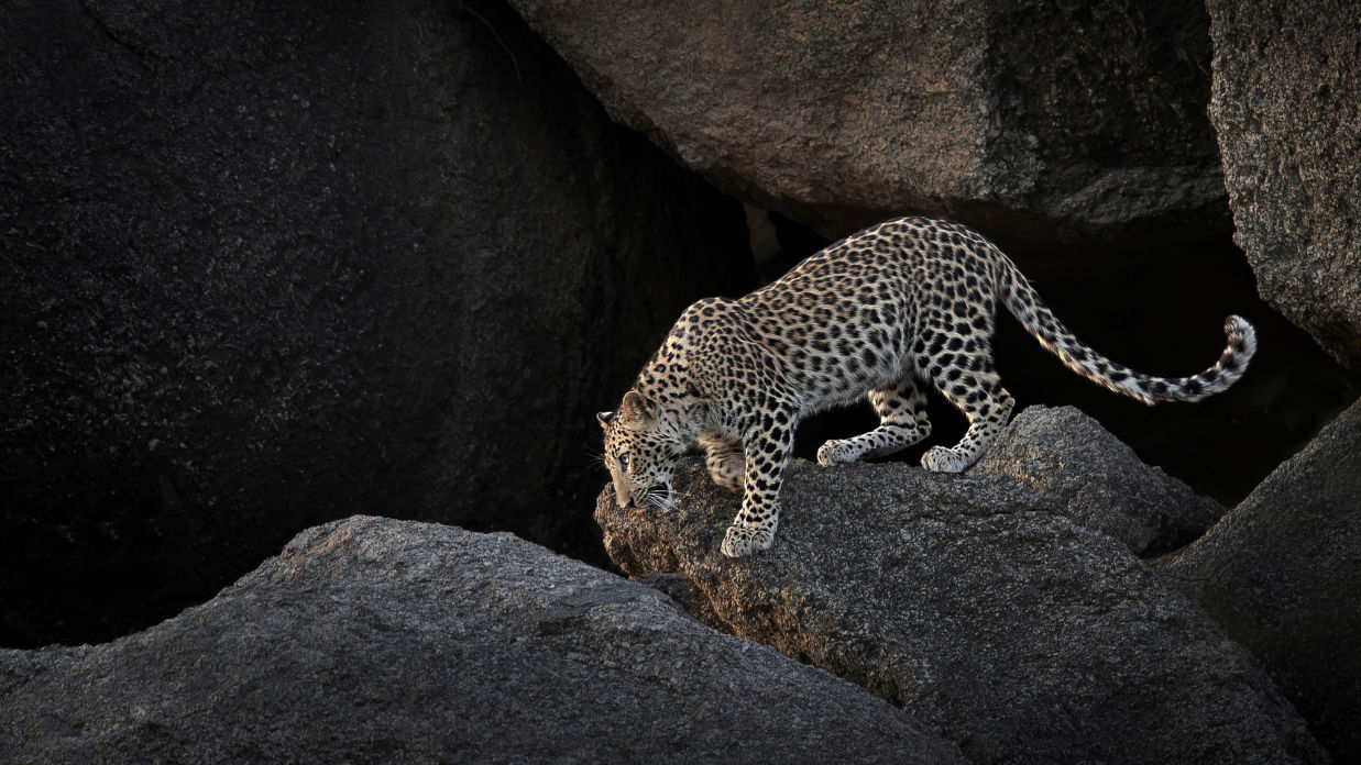 Experiences at Brij Pola, Jawai- Leopard watching 