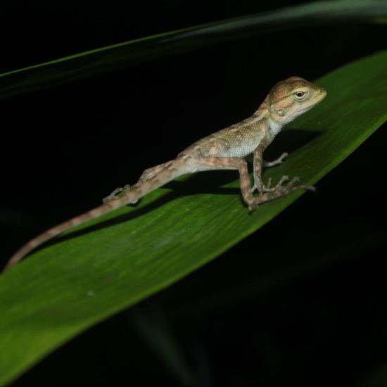 image of a lizard