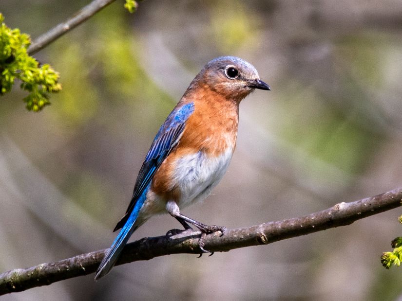 a bird at jim corbett national park