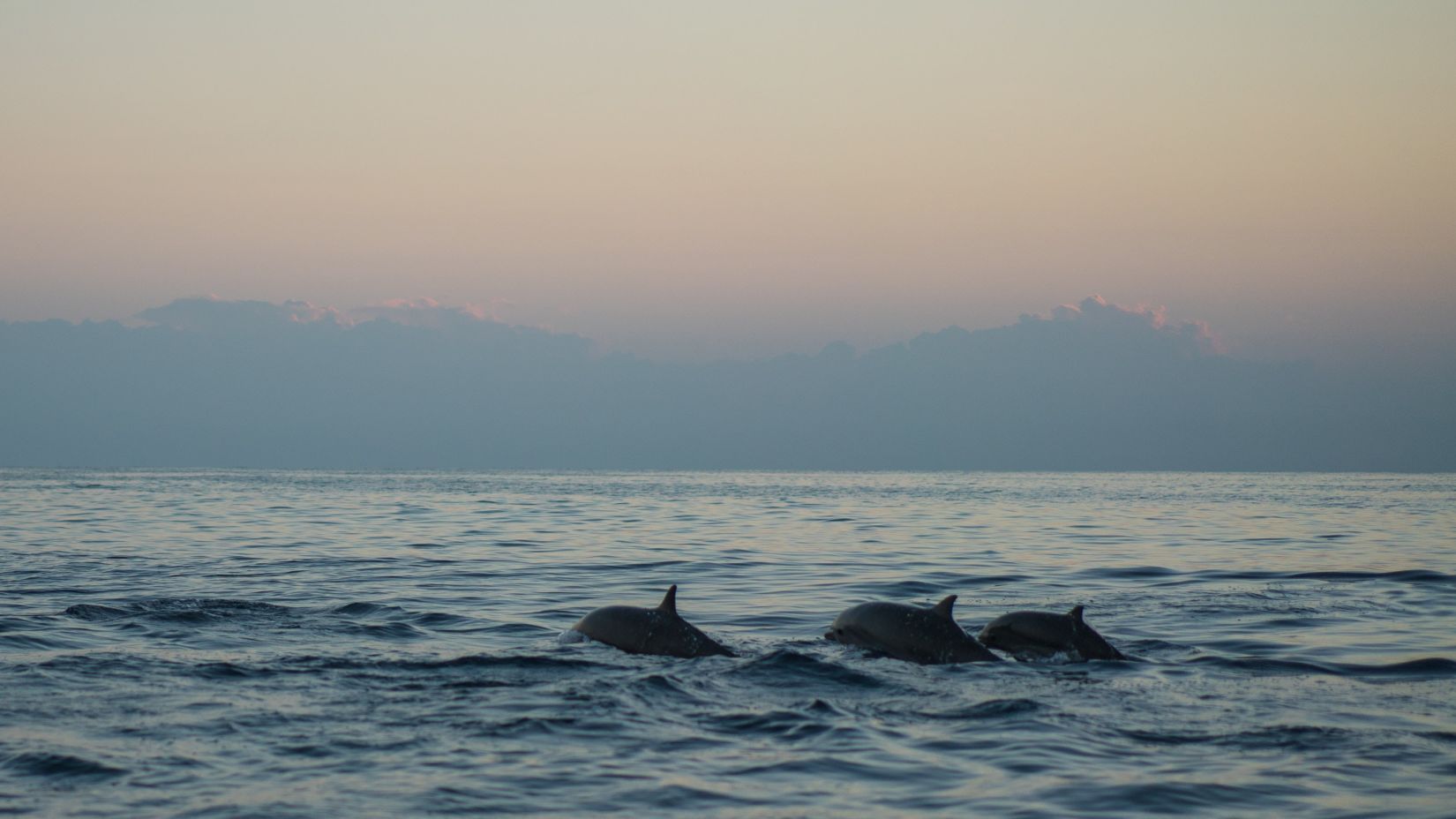 Three dolphins swimming in the water