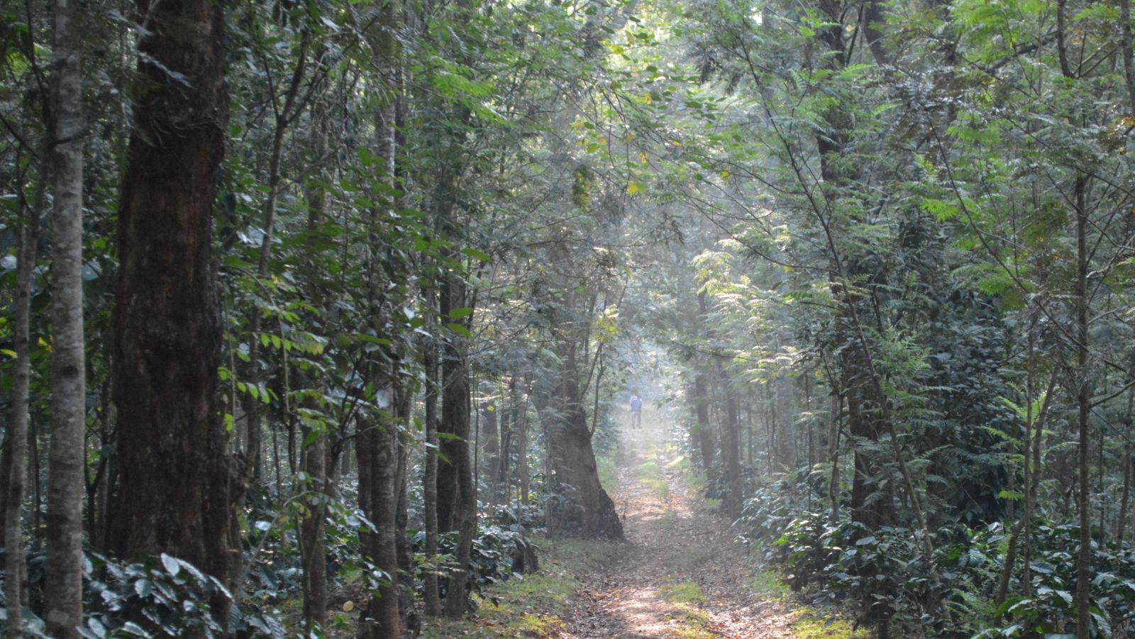 Forest with some fog