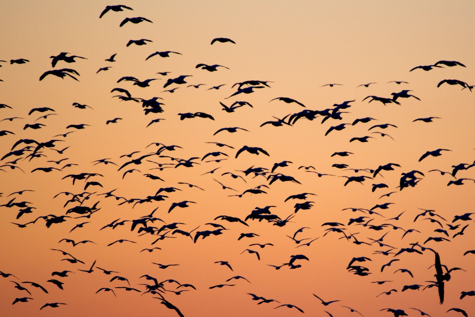 migratory birds flying