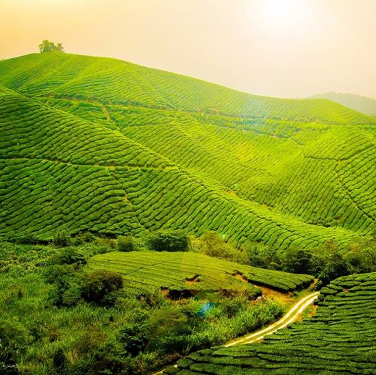 Central Hotels  Tea Excursion Central Hotels Darjeeling