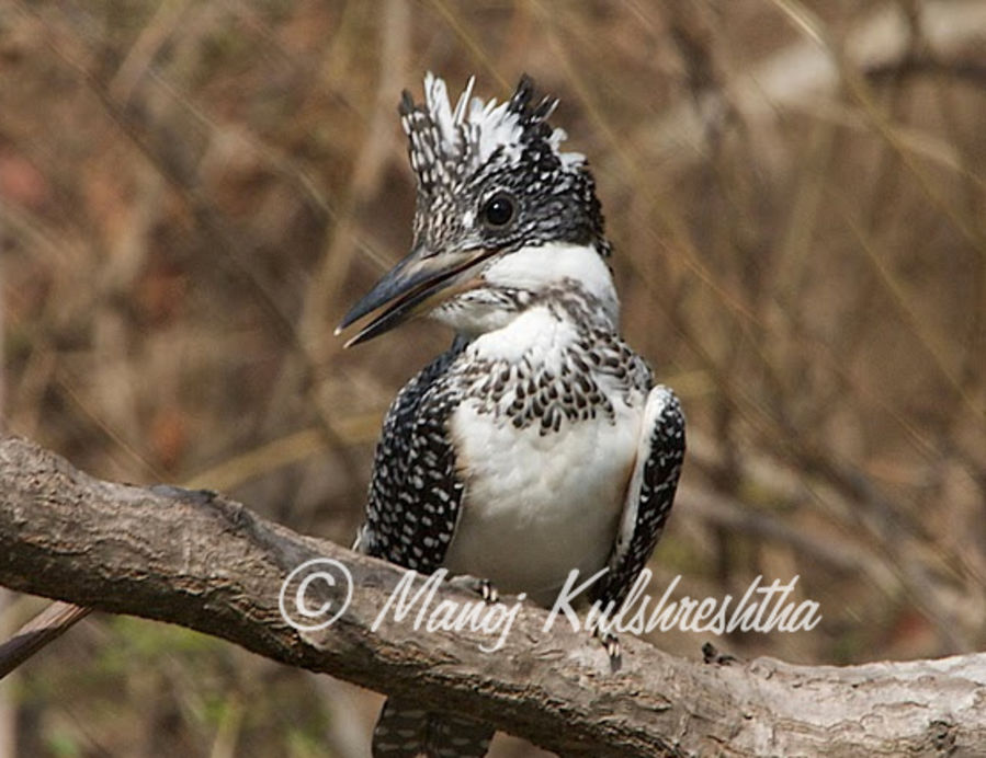 Crested Kingfisher