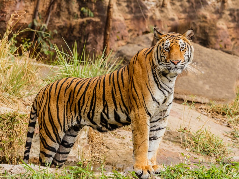 An alert tiger scanning the surroundings