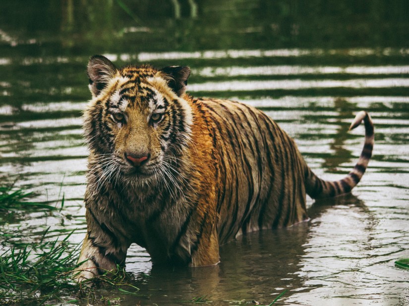 a tiger emerging out of the water