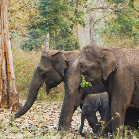 Elephant Families 2