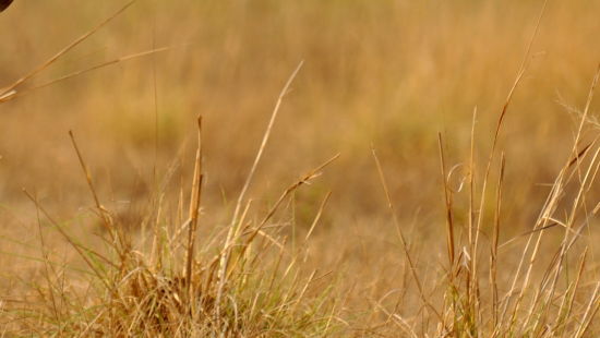 Hog Deers at Cobett National Park near Corbett Wild Iris Spa Resort