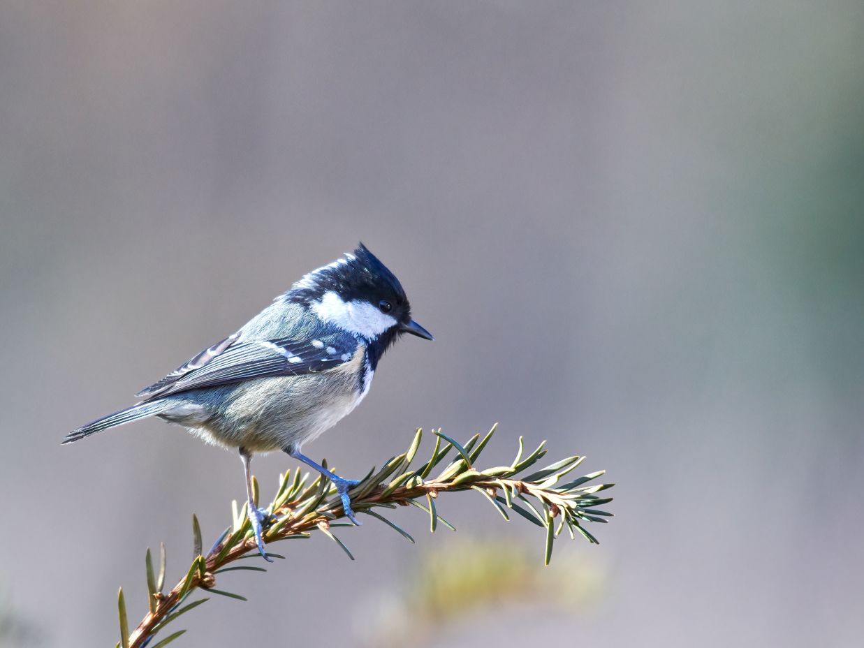 Birdwatching