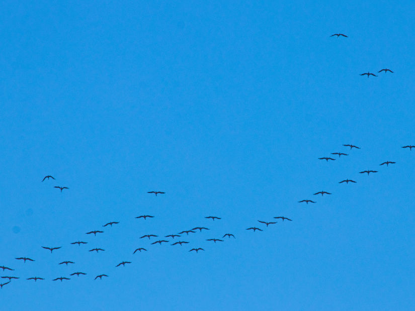 Flock of Birds Flying in the Sky