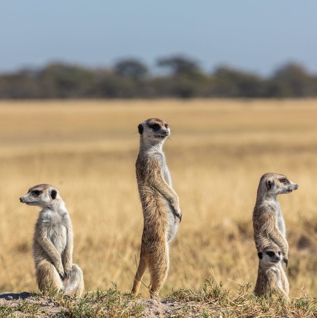 1280px-Suricatos  Suricata suricatta  parque nacional Makgadikgadi Pans  Botsuana  2018-07-30  DD 32