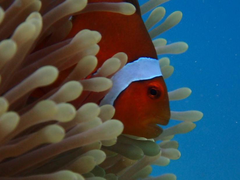 PADI Discover Scuba Diving in Havelock Barefoot Scuba