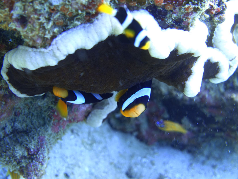 PADI Open Water Diver Course in Havelock Barefoot Scuba