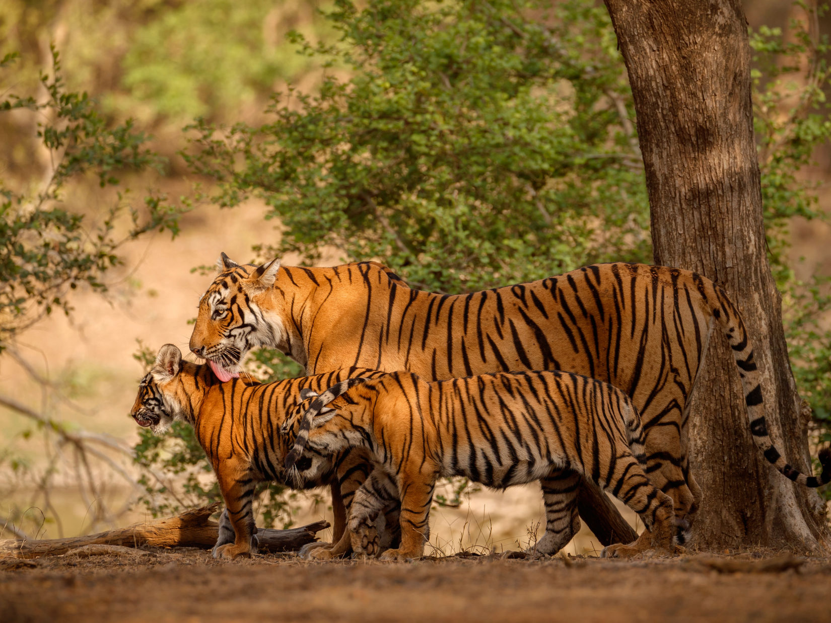 amazing-bengal-tigers-nature