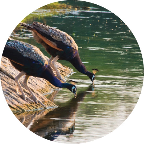 Peacocks at Brij Lakshman Sagar