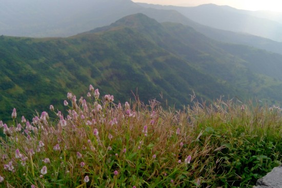 alt-text A scenic view from a mountain ridge covered with pink wildflowers, overlooking rolling green hills under a misty sky.