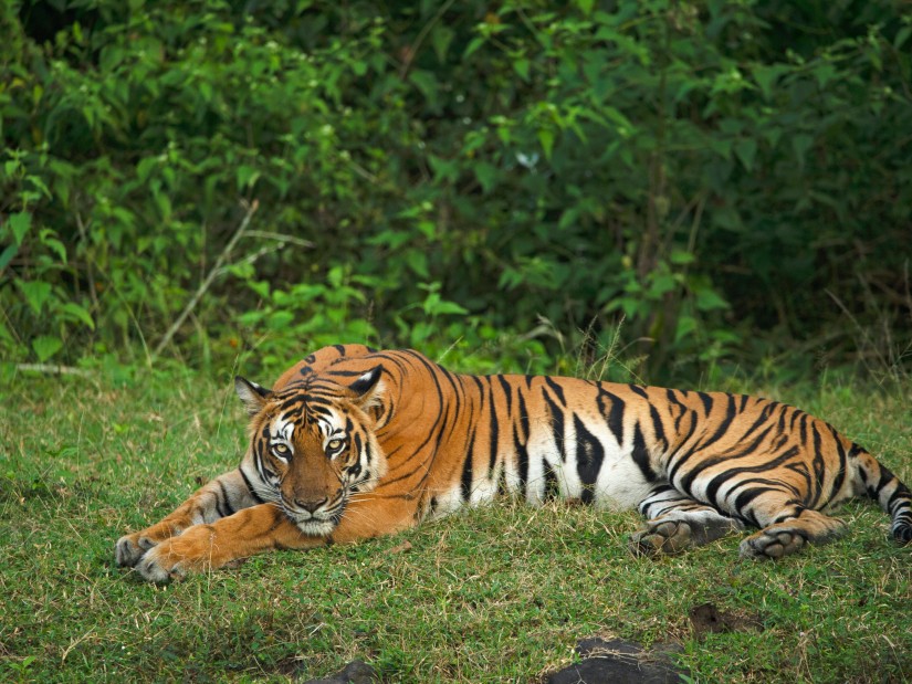 an image of a tiger laying on a carpeted grass