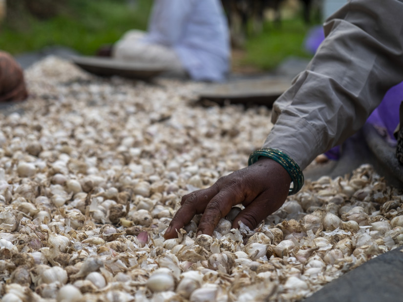 Garlic processing at Bandipur 