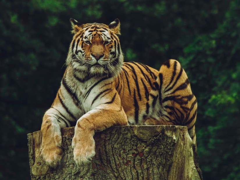 Tiger sitting on a tree stump peacefully in forest