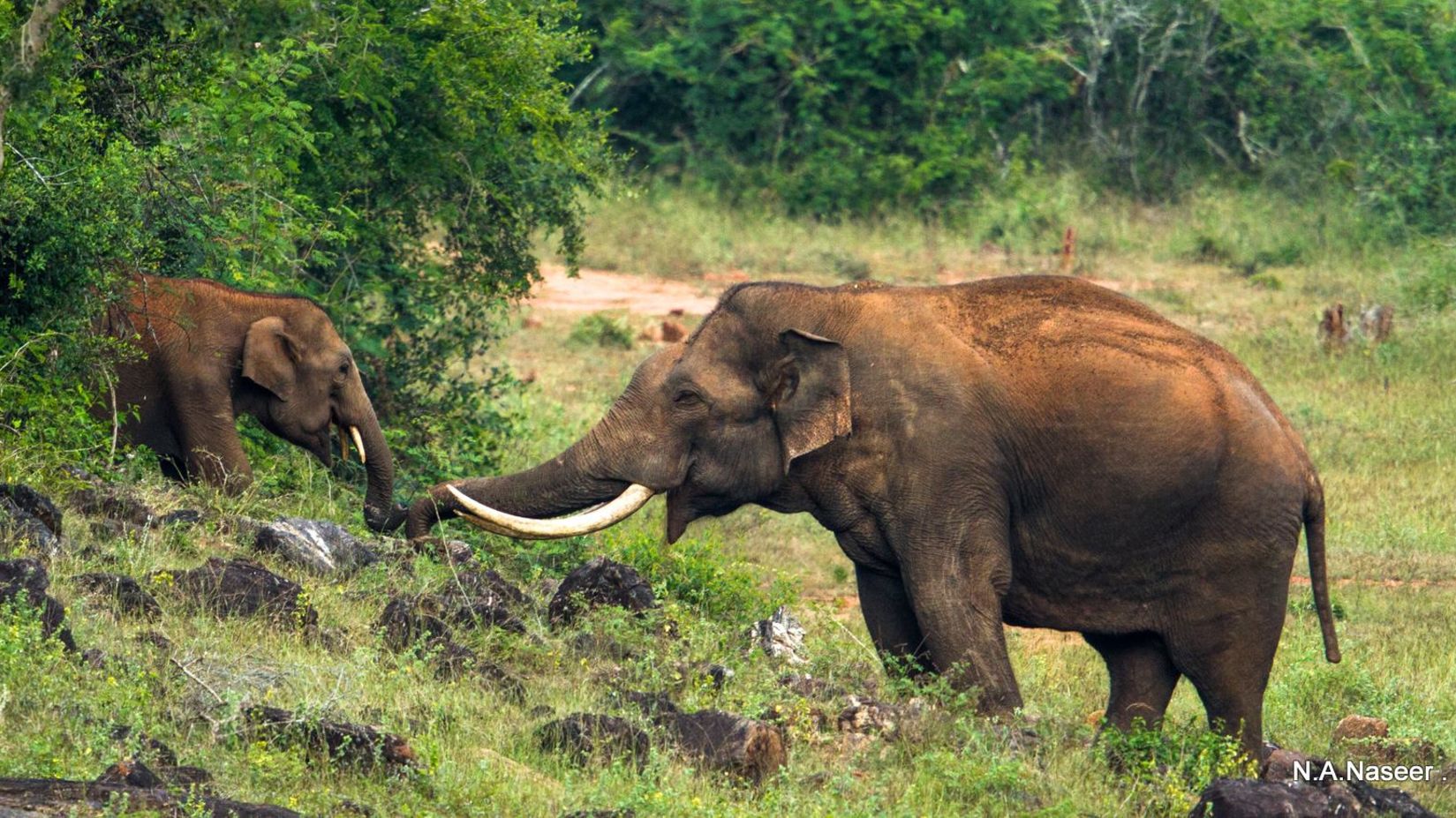 Neyyar wildlife sanctuary