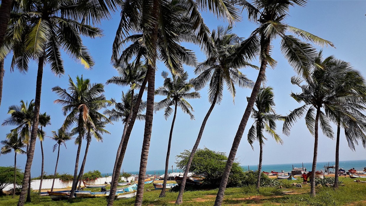 palm trees in goa, beaches in goa, explore the beaches in goa with Sarovar hotels