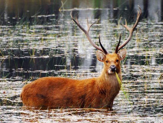 Barasingha by Rajiv Chawla