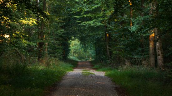 A small muddy pathway with grass and tree cover on either side