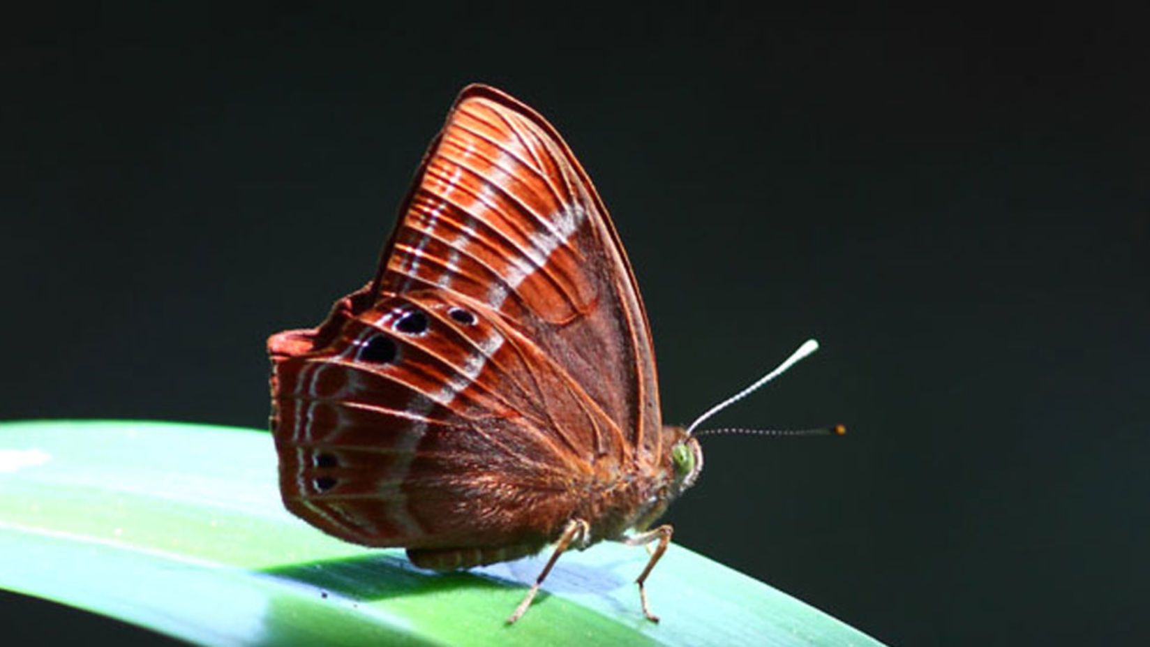 pachmarhi sanctuary near reni pani judgle lodge in Satpura, satpura tiger reserve