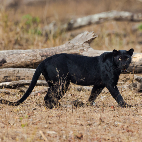 Black Panther Injured-8281