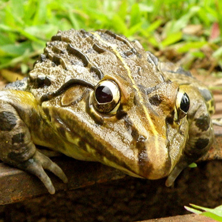 Bull Frog 2