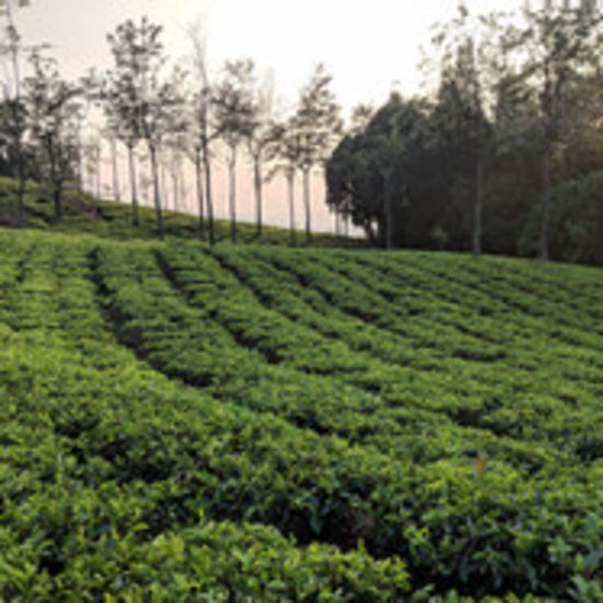 overview of a tea plantation with the sun setting in the background - Black Thunder, Coimbatore