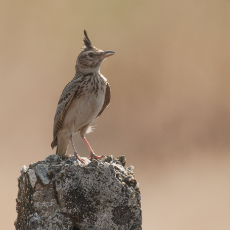 Malabar Lark 1