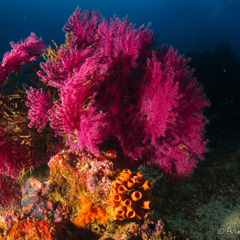 Dive sites Jackson