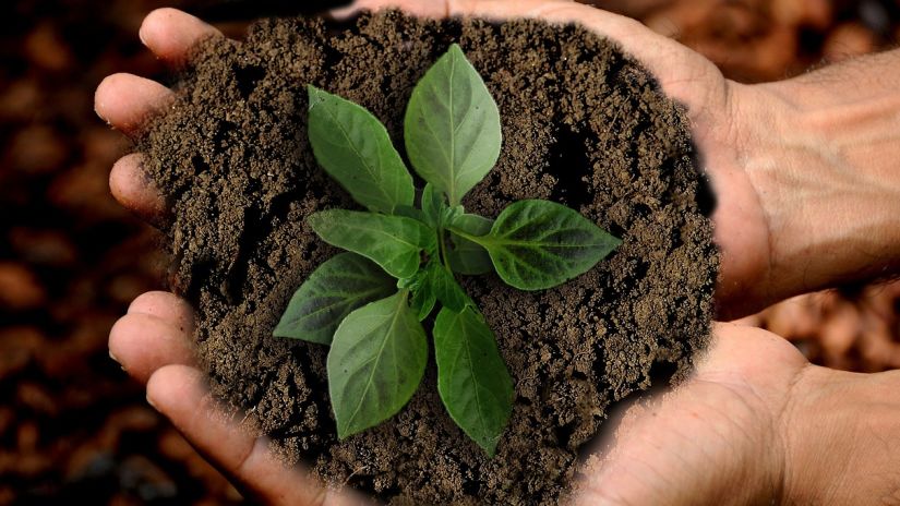 a person holding mud with a small plant in it