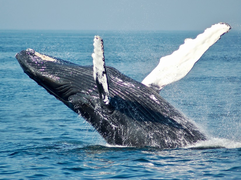 whale breaching