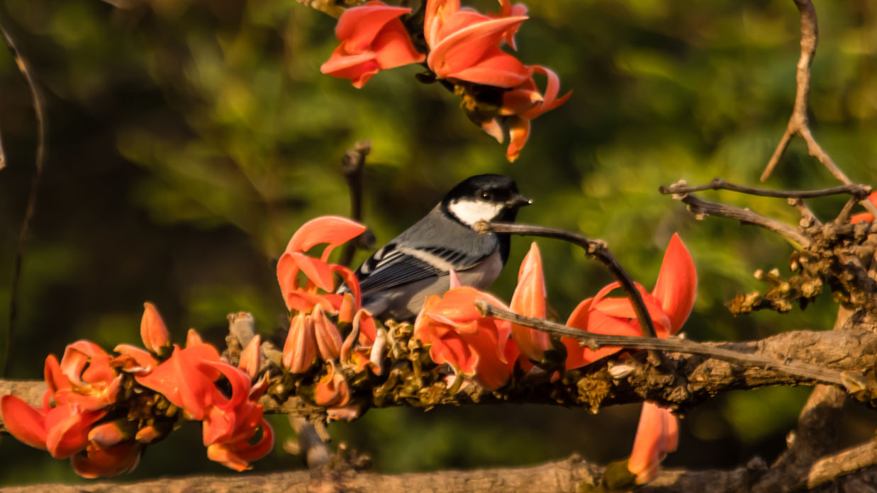 Cinereous tit