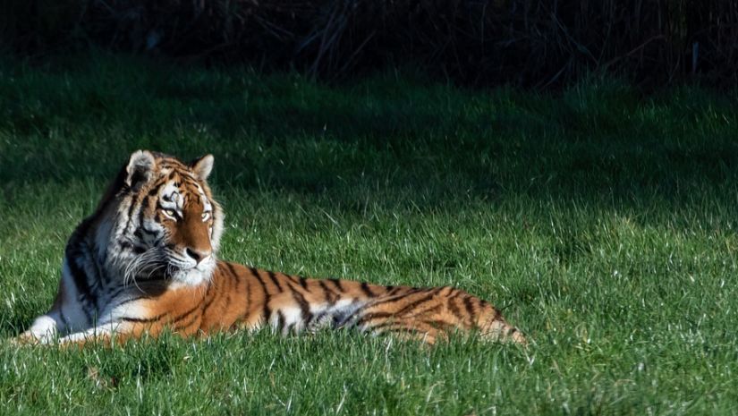 Tiger resting in Ranthambore National Park