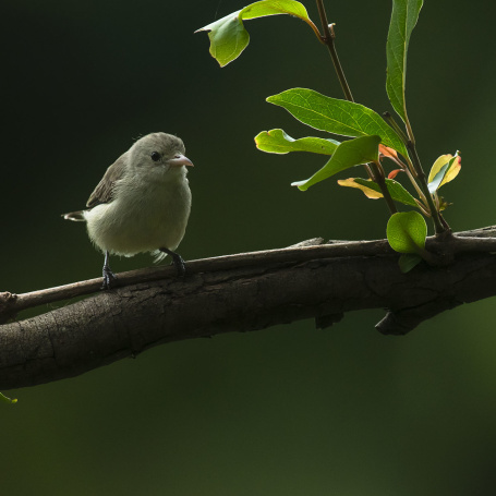 Pale-billed-Flowerpecker