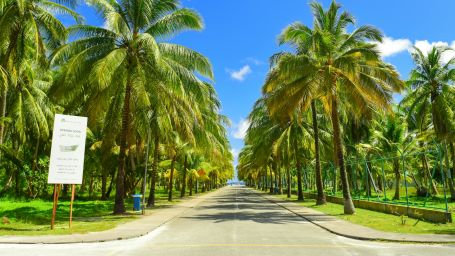 An image of a road and palm trees on both side | Ocean Sprays