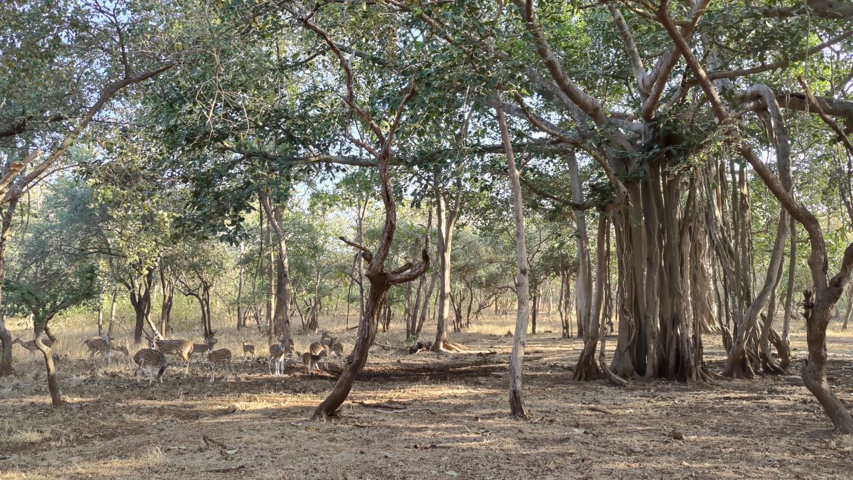 Deers feeding on banyan figs