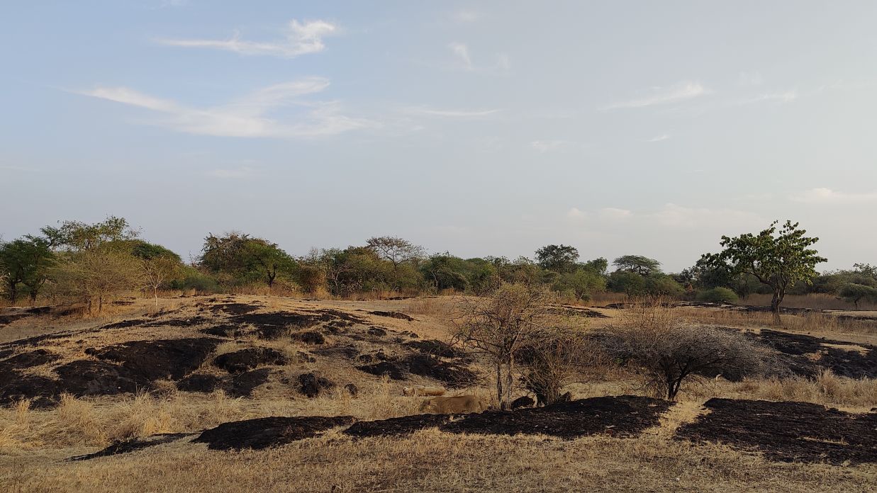 The dry landscape of  the Gir