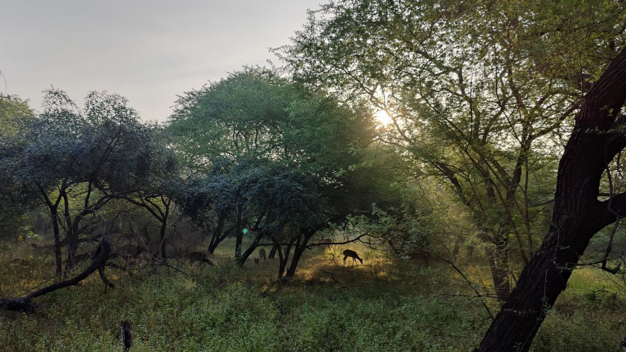 Post-monsoon vegetation