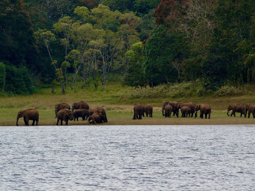 Kerala-Elephant-Pictures-Niraamaya-Retreats-Thekkady