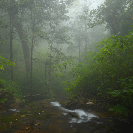 Kodagu Stream by Santosh Saligram