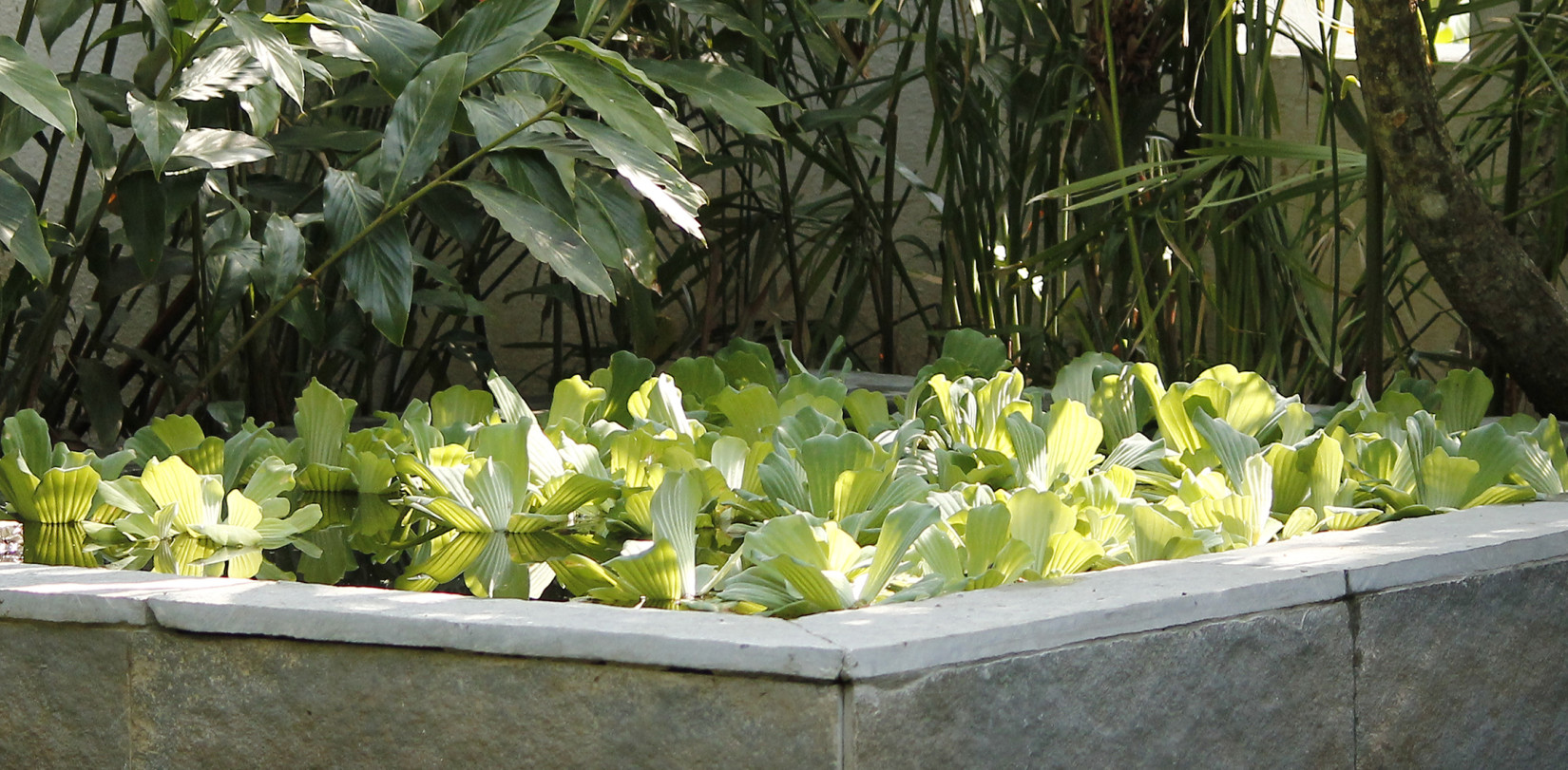 A raised garden bed with light green plants-Amanvana Spa Resort, Coorg - Luxury Resort