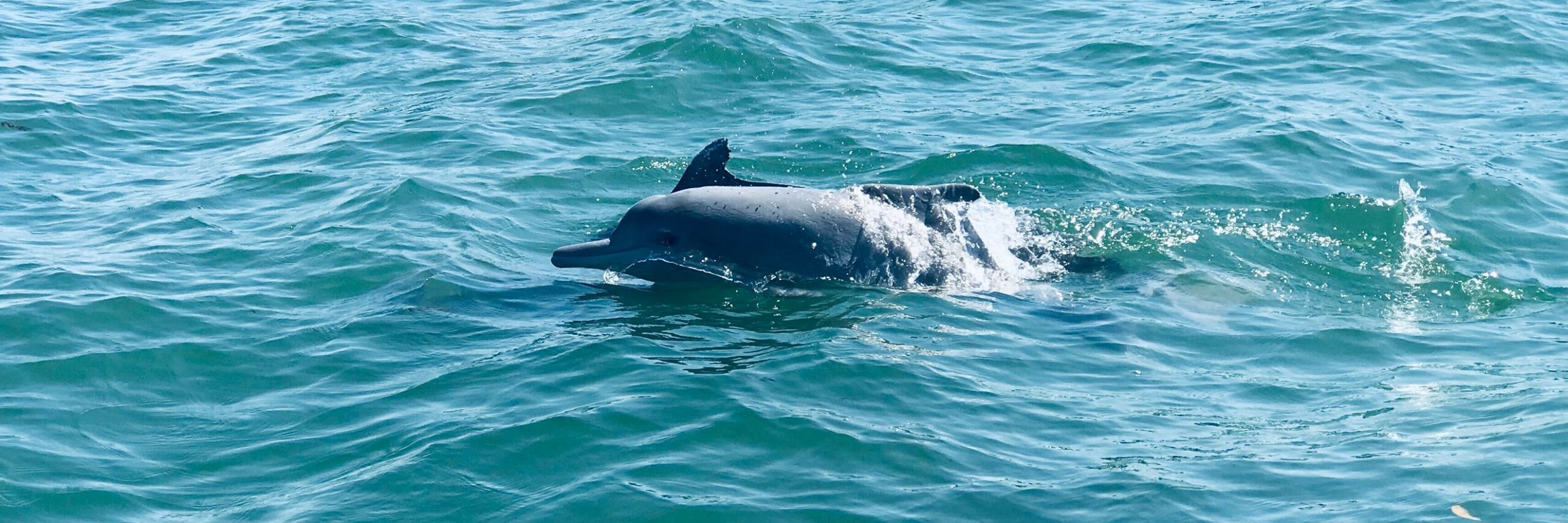 blue whale in crystal clear water @ Lamrin Ucassaim Hotel, Goa