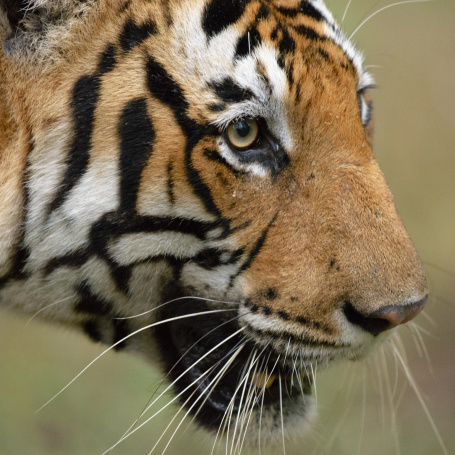 male tiger kabini © santosh saligram